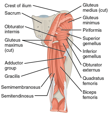 Gluteusmuscles