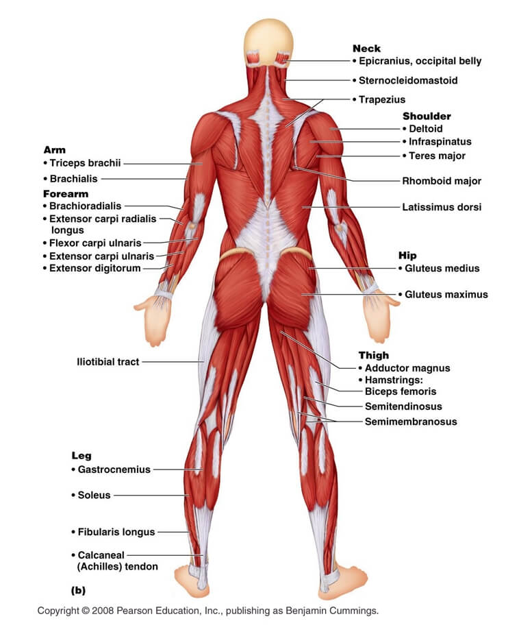 muscle-development-system-in-humans (1)